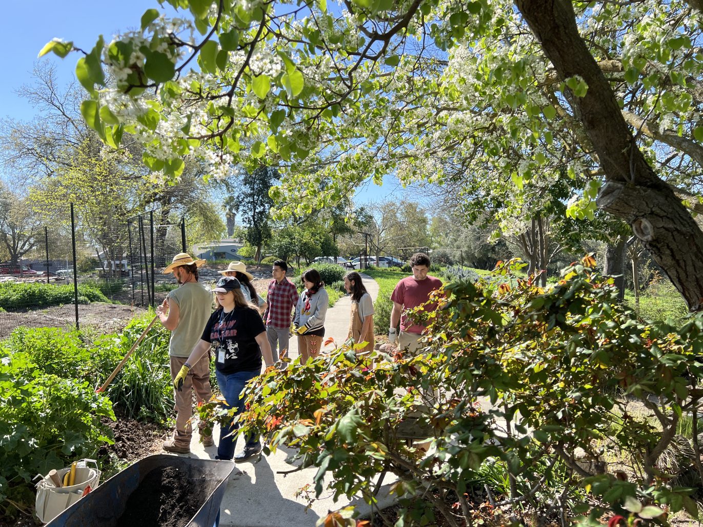 Students work with farmer in the garden removing weeds and planting.
