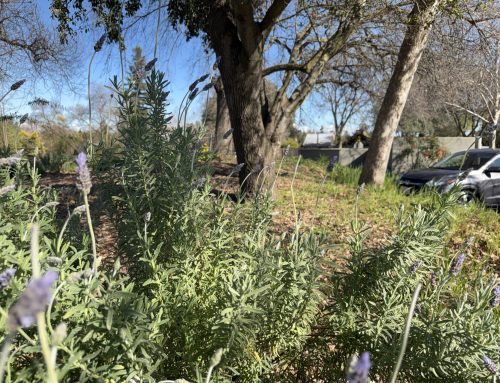 Beyond the Garden: How Connecting with Plants Heals Us